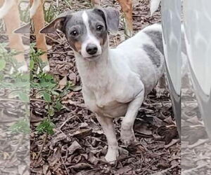 Chihuahua-Unknown Mix Dogs for adoption in Sanford, FL, USA