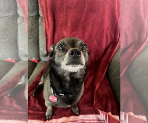 Chihuahua-Unknown Mix Dogs for adoption in Plainfield, IL, USA