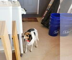 Small #4 Beagle