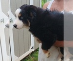 Small #1 Miniature Australian Shepherd