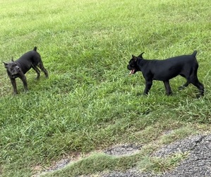 Cane Corso Puppy for sale in MONTGOMERY, AL, USA