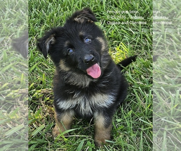 Medium Photo #1 German Shepherd Dog Puppy For Sale in EOLIA, MO, USA