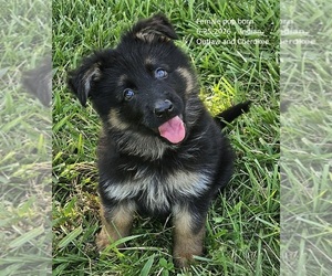 German Shepherd Dog Puppy for sale in EOLIA, MO, USA
