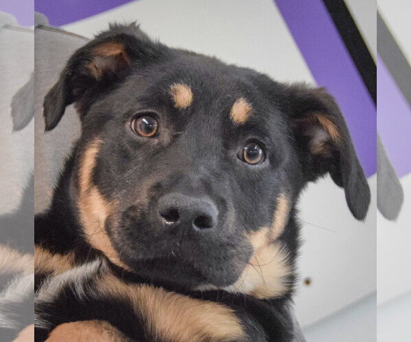 Medium Photo #4 Shepweiller Puppy For Sale in Huntley, IL, USA