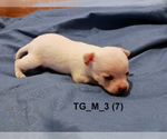 Small #19 Chihuahua