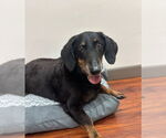 Small #3 Dachshund