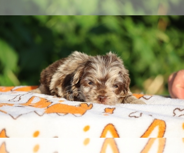 Medium Photo #17 ShihPoo Puppy For Sale in DYERSBURG, TN, USA