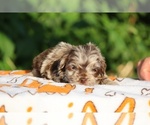 Small #16 ShihPoo