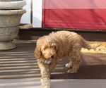 Small Photo #8 Goldendoodle Puppy For Sale in HARTFORD, CT, USA
