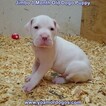 Small Photo #96 Dogo Argentino Puppy For Sale in JANE, MO, USA
