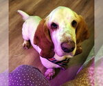 Small #1 Basset Hound