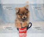 Small Photo #18 Pomeranian Puppy For Sale in SANGER, TX, USA
