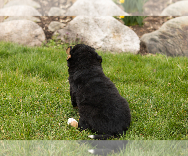 Medium Photo #6 Bernese Mountain Dog Puppy For Sale in MILLERSBURG, IN, USA