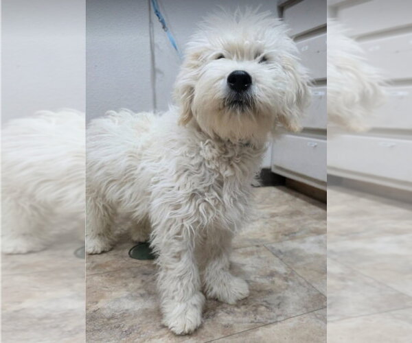 Medium Photo #2 Mutt Puppy For Sale in Lakewood, CO, USA