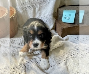 Bernedoodle (Miniature) Puppy for sale in GRABILL, IN, USA