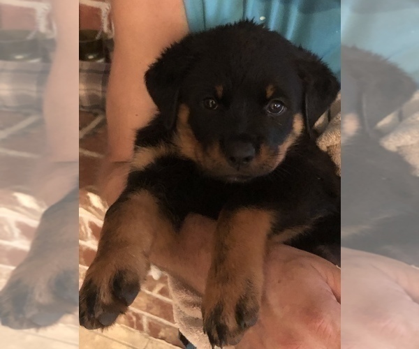Medium Photo #5 Rottweiler Puppy For Sale in FOREST GROVE, OR, USA