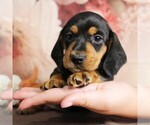 Small #6 Dachshund