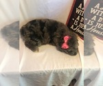Small Photo #4 Aussiedoodle Miniature  Puppy For Sale in INDIANAPOLIS, IN, USA
