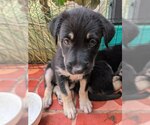 Small #5 Mutt
