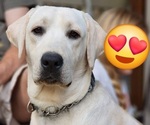 Small #8 Labrador Retriever