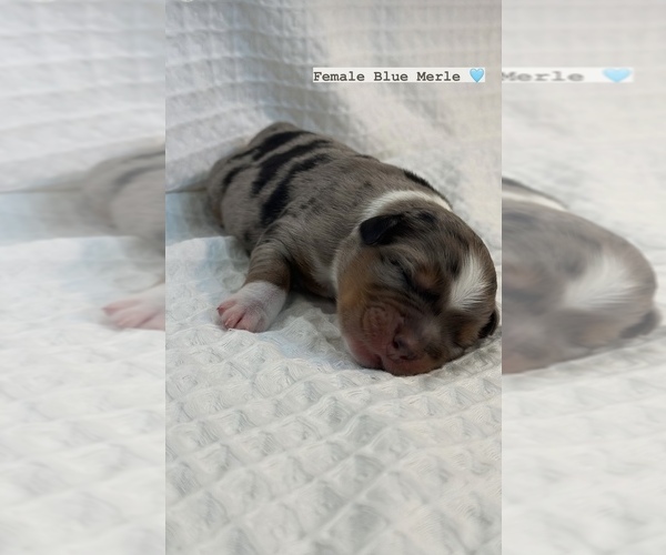 Medium Photo #5 Miniature Australian Shepherd Puppy For Sale in NEW PORT RICHEY, FL, USA
