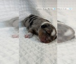 Small Photo #5 Miniature Australian Shepherd Puppy For Sale in NEW PORT RICHEY, FL, USA