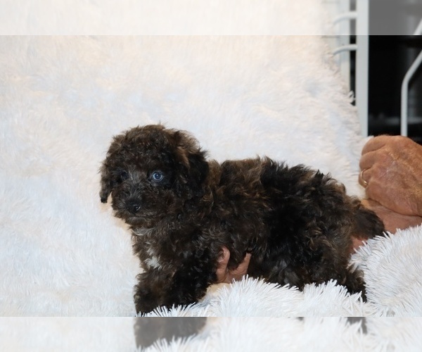 Medium Photo #12 Poodle (Toy) Puppy For Sale in DYERSBURG, TN, USA