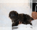 Small #11 Poodle (Toy)
