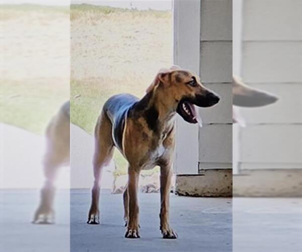 Medium Photo #1 German Shepherd Dog-Unknown Mix Puppy For Sale in San Antonio, TX, USA