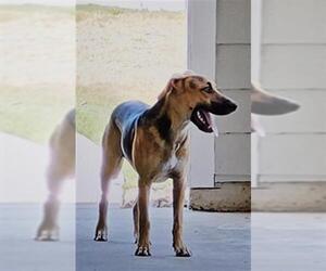 German Shepherd Dog-Unknown Mix Dogs for adoption in San Antonio, TX, USA