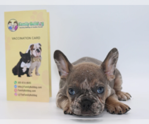 French Bulldog Puppy for sale in MANHASSET, NY, USA