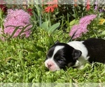 Small Photo #9 Bullhuahua-Chihuahua Mix Puppy For Sale in RAWSONVILLE, MI, USA