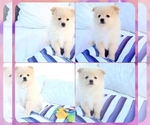 Small Photo #9 Pomeranian Puppy For Sale in PARKER, AZ, USA