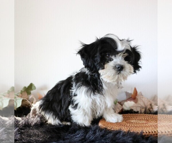 Medium Photo #1 Zuchon Puppy For Sale in ARTHUR, IL, USA