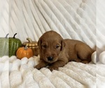 Small #3 Golden Retriever