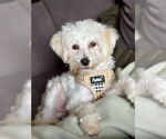 Small #4 Maltipoo