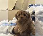 Small #3 Cavapoo
