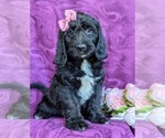 Small Photo #2 Labradoodle Puppy For Sale in KINZERS, PA, USA