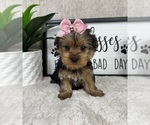 Small #3 Yorkshire Terrier