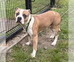 Small #4 American Pit Bull Terrier Mix