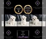 Small Photo #92 Maltese Puppy For Sale in WARSAW, IN, USA