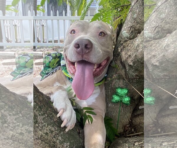 Medium Photo #10 Mutt Puppy For Sale in Miami, FL, USA
