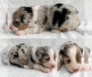 Miniature Australian Shepherd Puppy for sale in BROOKER, FL, USA