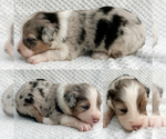 Image preview for Ad Listing. Nickname: Blue Merle male