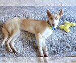 Small #7 Siberian Husky Mix