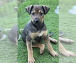 Small #2 Labrador Retriever Mix