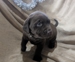 Puppy Heaven Labrador Retriever
