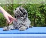 Small #14 Poodle (Toy)