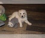 Small Photo #1 English Cream Golden Retriever Puppy For Sale in SELLERSBURG, IN, USA