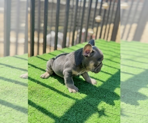 Medium Photo #4 French Bulldog Puppy For Sale in CHARLOTTESVILLE, VA, USA